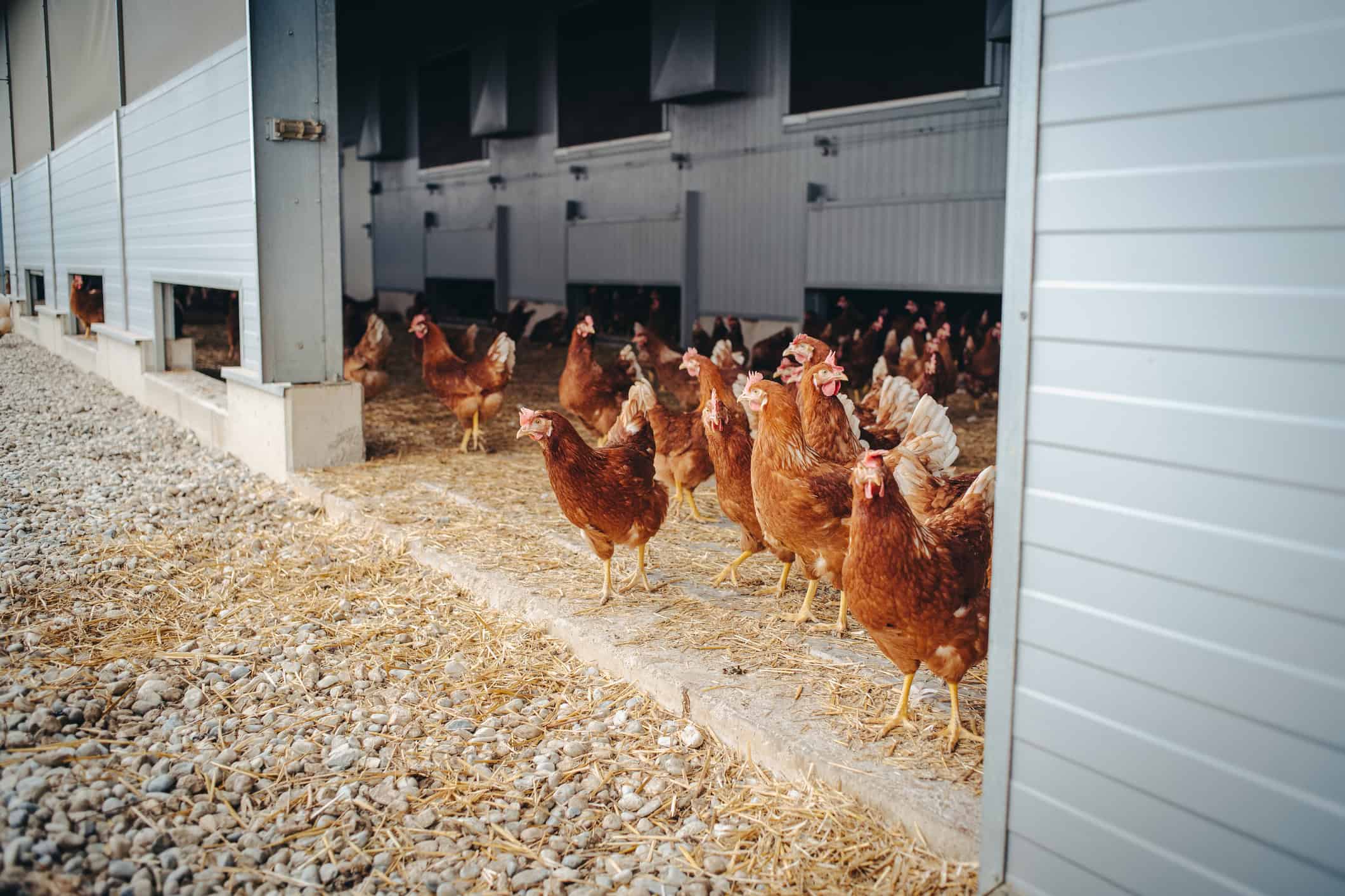 pullet-finance Chickens in an open-space coop. W're the major provider of pullet finance in the country.